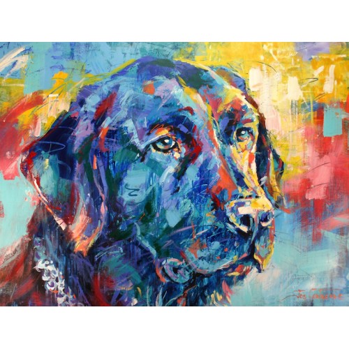 Black Labrador